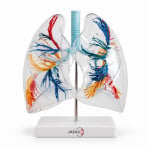 Transparent Lungs Segment Model
